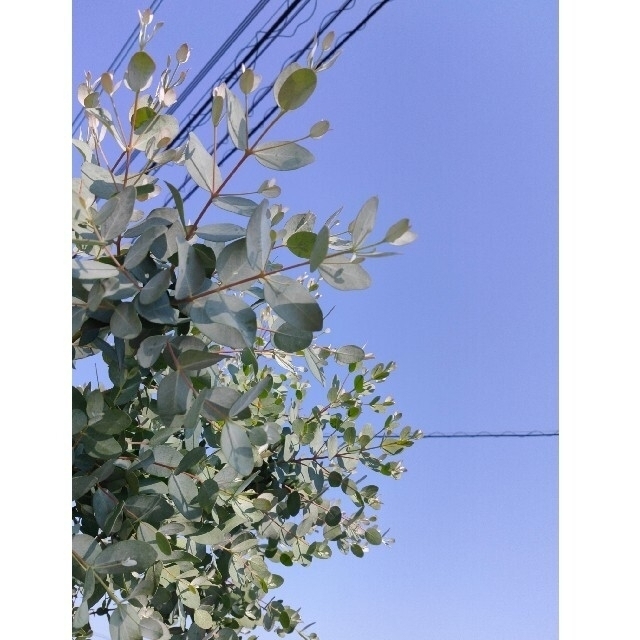 ユーカリ グ二ー ネコポスいっぱい ハンドメイドのフラワー/ガーデン(ドライフラワー)の商品写真