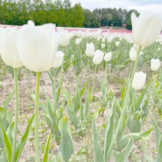 フラワー(flower)のぽん 様 専用SET(シャツ/ブラウス(長袖/七分))