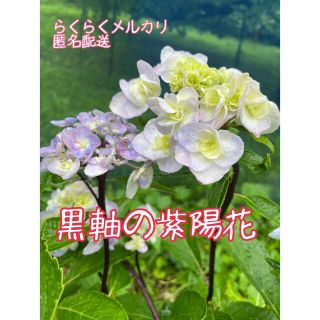 【チャミさま】紫陽花　７本セット(その他)