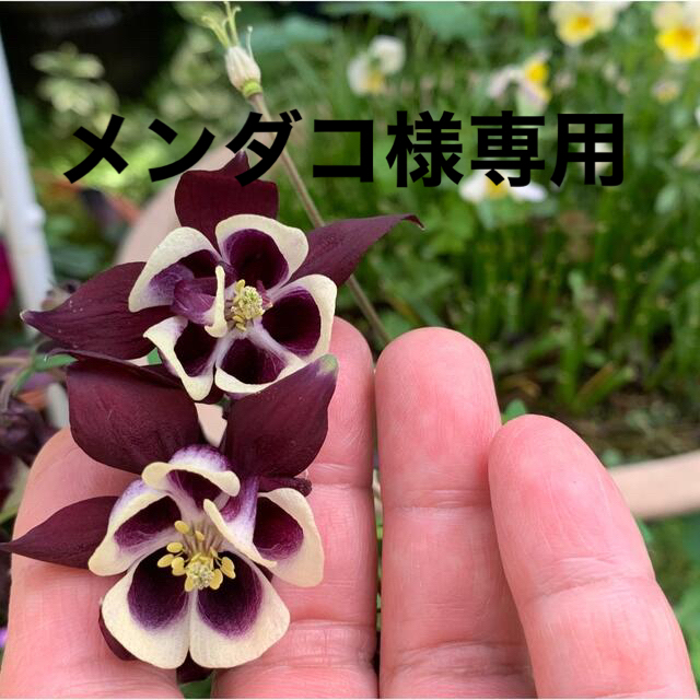 最大80%オフ! 宿根草4種の種子セット その他 専用*オレンジレモンイエローヒマワリ フェイクスワッグ