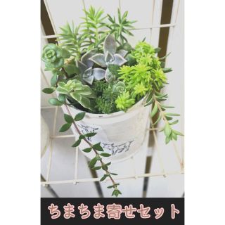 お値下げ♪ 【ちまちま寄せセット】　カット苗　多肉植物  ※ 7／24まで(その他)