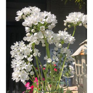 アリウムコワニーの球根　開花サイズ12球(その他)