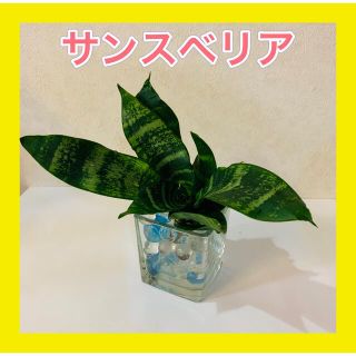 サンスベリア★観葉植物(その他)