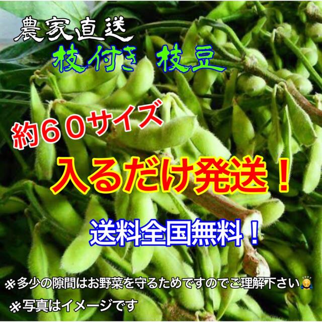 農家直送、枝豆枝付き約６０サイズ入るだけ！　期間限定値下げ！ 食品/飲料/酒の食品(野菜)の商品写真