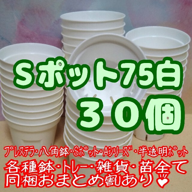 《Sポット75》白 30個 スリット鉢 プラ鉢2.5号鉢相当 多肉植物プレステラ ハンドメイドのフラワー/ガーデン(プランター)の商品写真