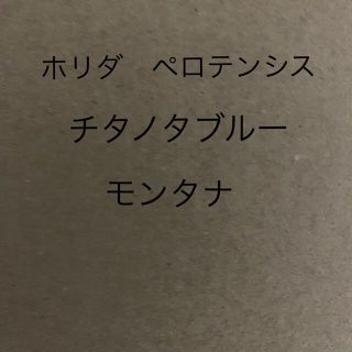 銀ちゃん様専用　アガベ種子　3種類×5粒　4セット(その他)