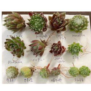多肉植物◇センペル　お名前付きセット(その他)