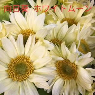 向日葵  8粒  白花  種  ホワイトムーン(その他)