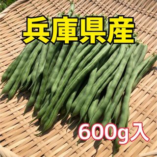 採れたてのインゲンを食卓にお届け‼️600g入(野菜)