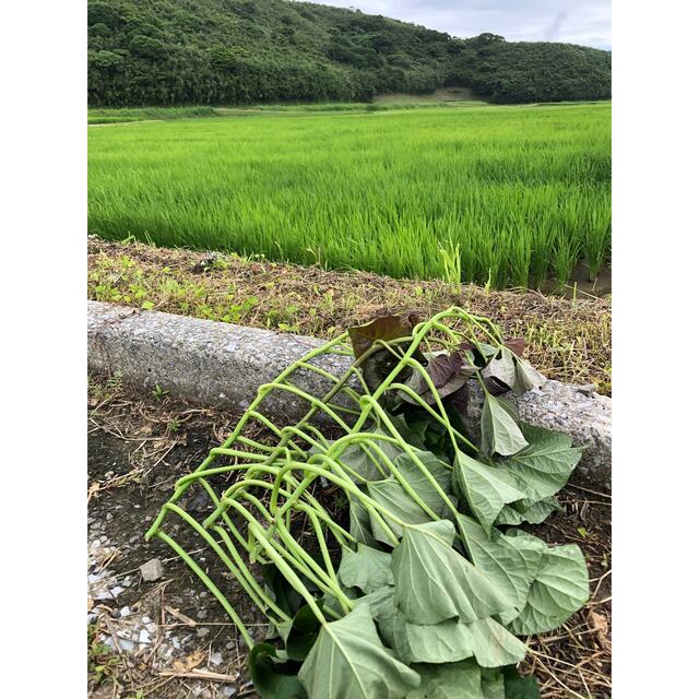 さつまいも苗　安納芋苗　こがね　30本 食品/飲料/酒の食品(野菜)の商品写真