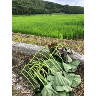 さつまいも苗　安納芋苗　こがね　30本(野菜)