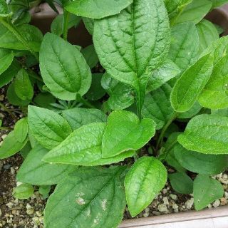 エキナセア   抜き苗(その他)