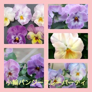 育て方付き❀小輪パンジー*フレーバーティー*花の種(その他)