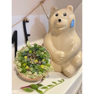 多肉植物　ちまちま寄せ　カット苗　詰め合わせ　まとめ売り　寄せ植え　(その他)