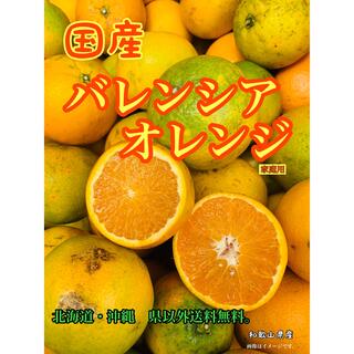 8kg 国産　バレンシア  オレンジ　家庭用　柑橘　セール　早い者勝ち(フルーツ)