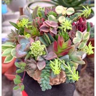 多肉植物　おまかせカラフル寄せ植え❣️もりもり　カット苗(プランター)