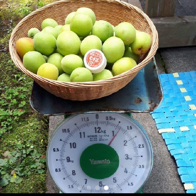 青梅 1.2㎏ 青梅 1.2キロ
