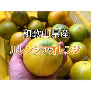 【限定4箱】国産バレンシアオレンジ(フルーツ)