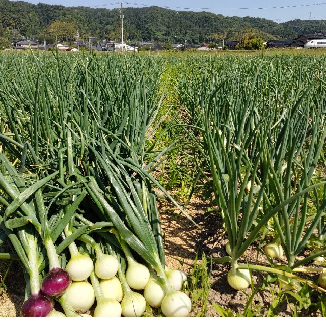 新玉ねぎ◎大玉２０キロ 食品/飲料/酒の食品(野菜)の商品写真