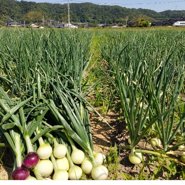 新玉ねぎ◎大玉10キロ 食品/飲料/酒の食品(野菜)の商品写真