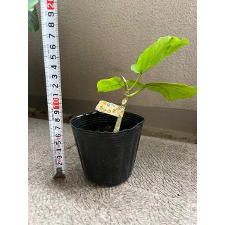ウンベラータ⑩ 挿し木　発根済み　新芽あり(その他)