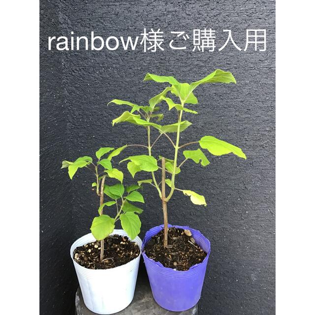 ＊＊＊アナベル  挿木苗　小さめ2株　rainbow様ご購入用＊＊＊ ハンドメイドのフラワー/ガーデン(プランター)の商品写真