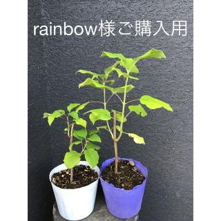 ＊＊＊アナベル  挿木苗　小さめ2株　rainbow様ご購入用＊＊＊(プランター)