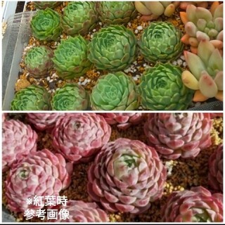 可愛いシャーロットを目指そう♡韓国苗　エケベリア　シャーロットローズ　多肉植物(その他)