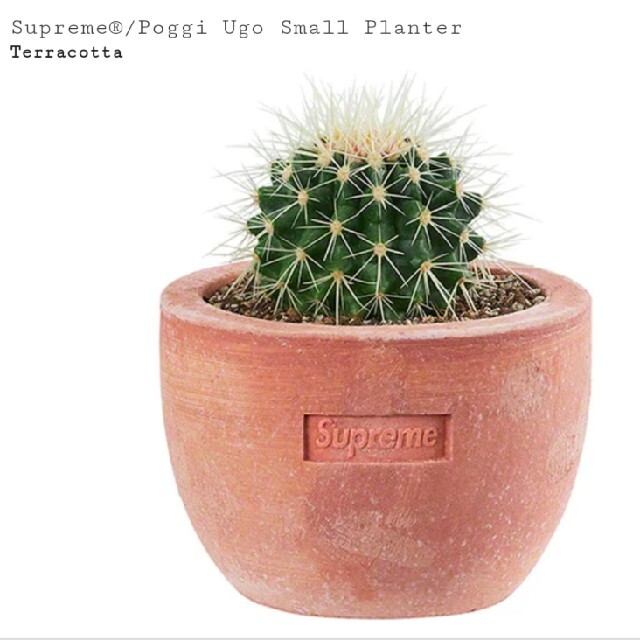 Supreme Poggi Ugo Small Planter 鉢　プランター