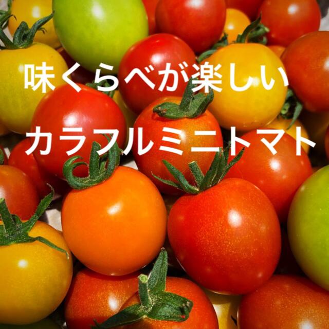 ミニトマトカラフルMIX約1.2キロ 食品/飲料/酒の食品(野菜)の商品写真