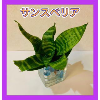 サンスベリア★観葉植物(その他)