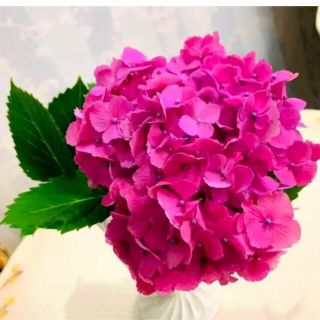 2本 アジサイ【紫陽花】 挿し穂(濃ピンク 赤紫)(その他)
