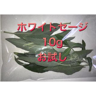 ホワイトセージ　リーフ　生の摘み葉　お試し  (10g)(お香/香炉)