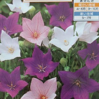 花の種       桔梗ミックス＋オマケ(その他)