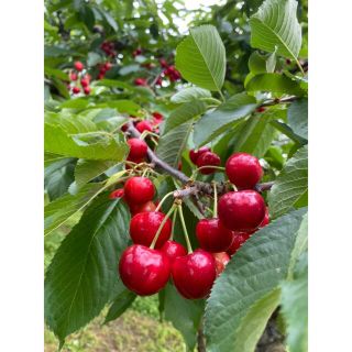 山形県産 さくらんぼ 紅てまり 1キロ(フルーツ)