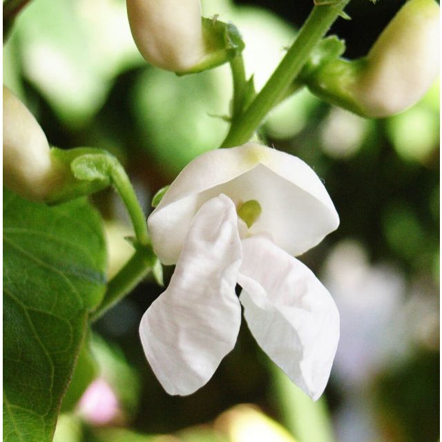 令和４年産北海道　白花豆８００グラム 食品/飲料/酒の食品(野菜)の商品写真