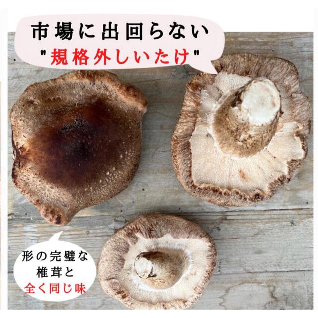 とにかく大特価　4キロ形が悪いまま成長したシイタケ送料込み