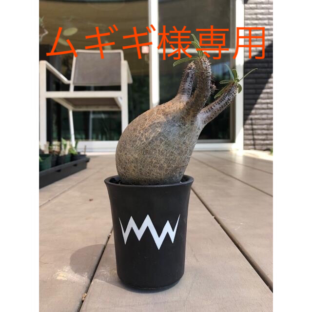 パキポディウム・グラキリスハンドメイド