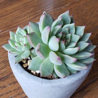 多肉植物  韓国苗  エケベリア  原種ザラゴーサ抜き苗(その他)