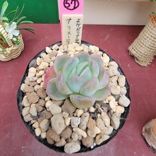 Lierさん苗 多肉植物 エケベリア属 プリメーラ ピンク色に紅葉します！(プランター)