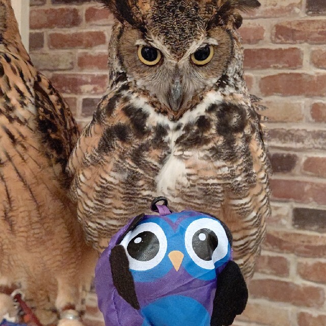 【moeさん専用】🦉ecobag インテリア/住まい/日用品の日用品/生活雑貨/旅行(その他)の商品写真