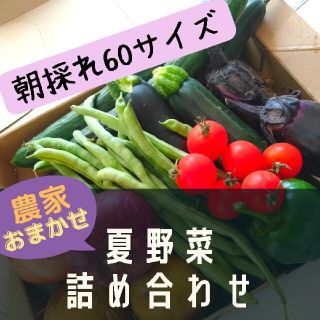 農家のおまかせ！夏野菜詰め合わせ(野菜)