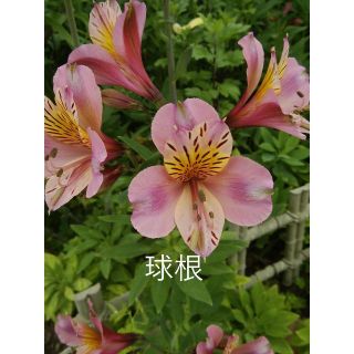 🌸【匿名発送】新芽付き🌸アジュガ球根54g✨アルストロメリア球根(プランター)