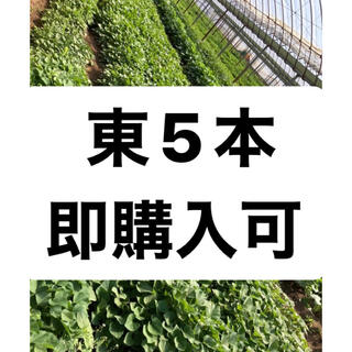 さつまいも苗  東5本(野菜)