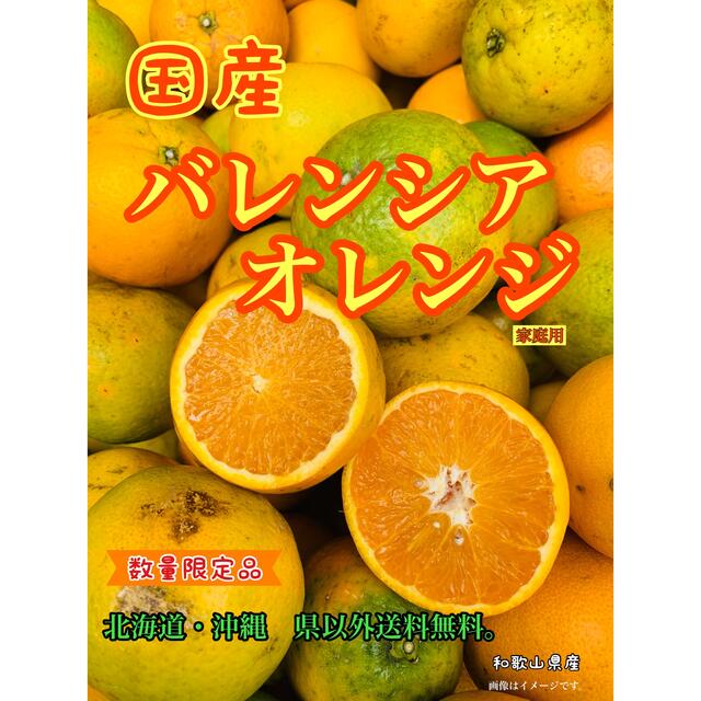 8kg 数量限定1点　バレンシア  オレンジ　家庭用　柑橘　みかん　セール　‼️ 食品/飲料/酒の食品(フルーツ)の商品写真