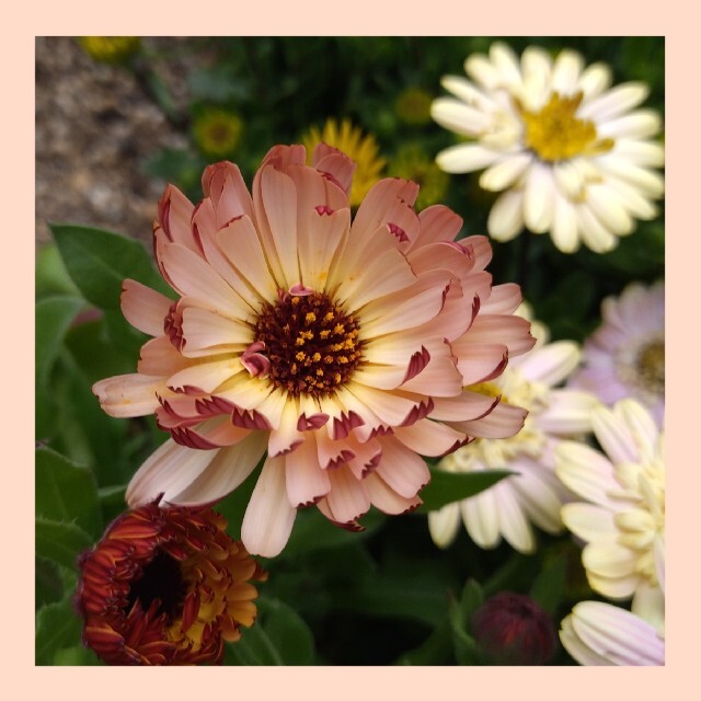 育て方付き❀アンティークカラーの美しいカレンデュラ*ブロンズビューティー*花の種 ハンドメイドのフラワー/ガーデン(その他)の商品写真