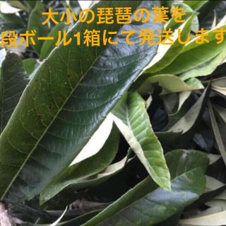 琵琶の葉段ボール1箱分(小動物)