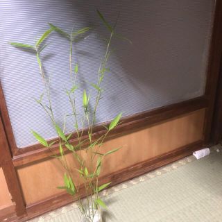 無農薬　3本セット　60cm  笹　竹の子　短冊　七夕　飾り　笹竹　竹(その他)