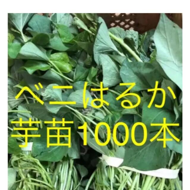 ベニはるか芋苗1000本 食品/飲料/酒の食品(野菜)の商品写真