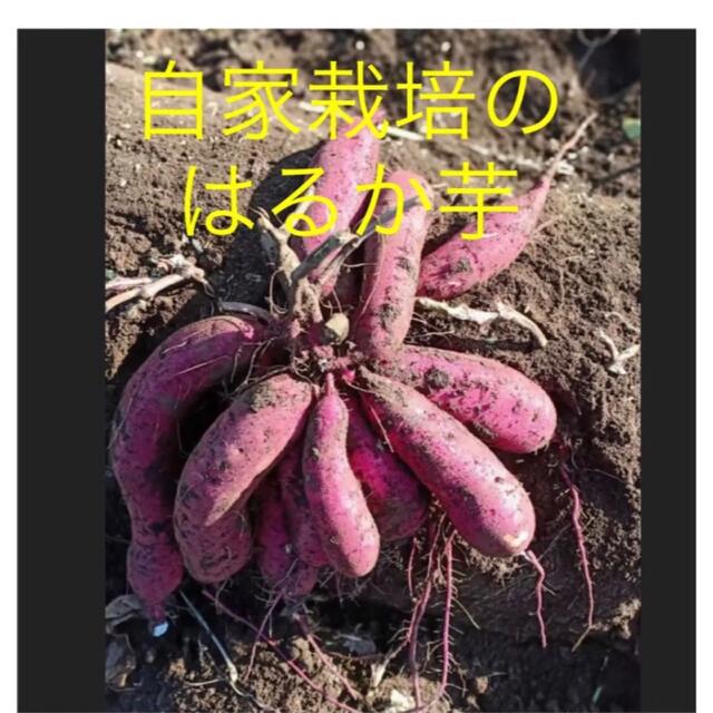 ベニはるか芋苗1000本 食品/飲料/酒の食品(野菜)の商品写真